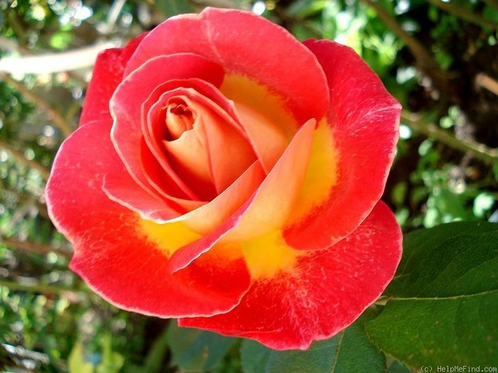 'Blason Sunflor ®' rose photo