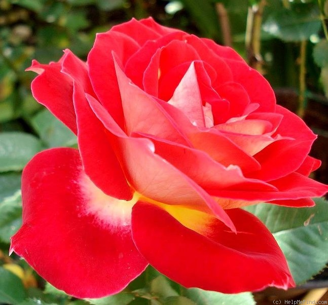 'Blason Sunflor ®' rose photo