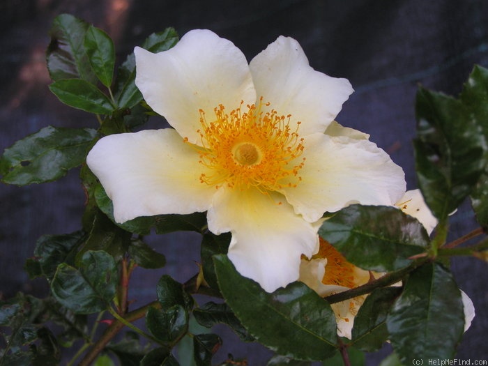 'Mermaid (hybrid bracteata, Paul, 1917)' rose photo