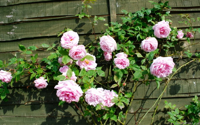 'Blairii No. 1' rose photo