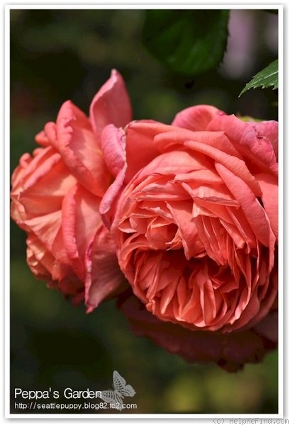 'Summer Song (shrub, Austin 2005)' rose photo