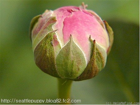 'Taischa' rose photo
