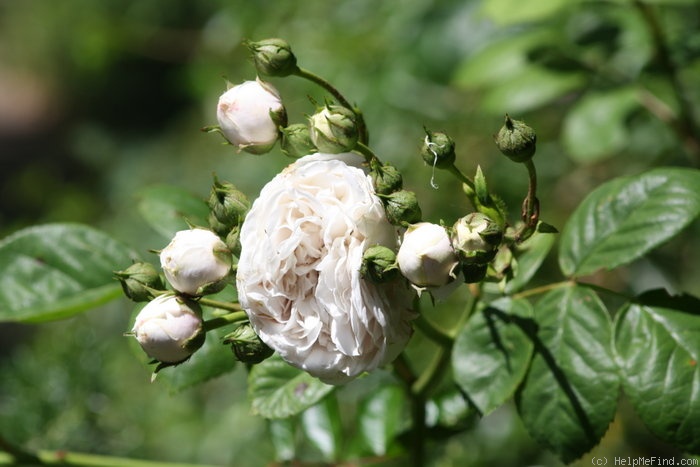 'Long John Silver (Rambler, Horvath, 1934)' rose photo