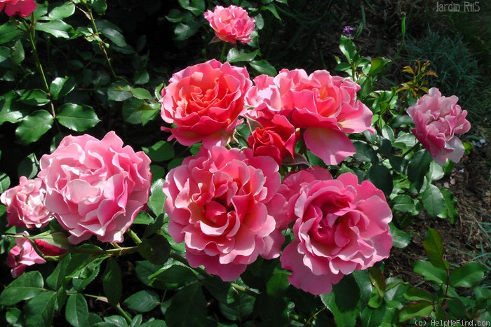 'Jean Cocteau ®' rose photo