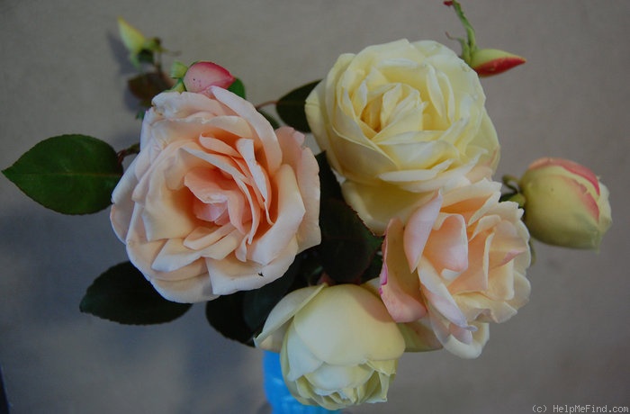 'G. Nabonnand (Tea, Nabonnand 1888)' rose, click to enlarge 'G. Nabonnand (Tea, Nabonnand 1888)' rose photo