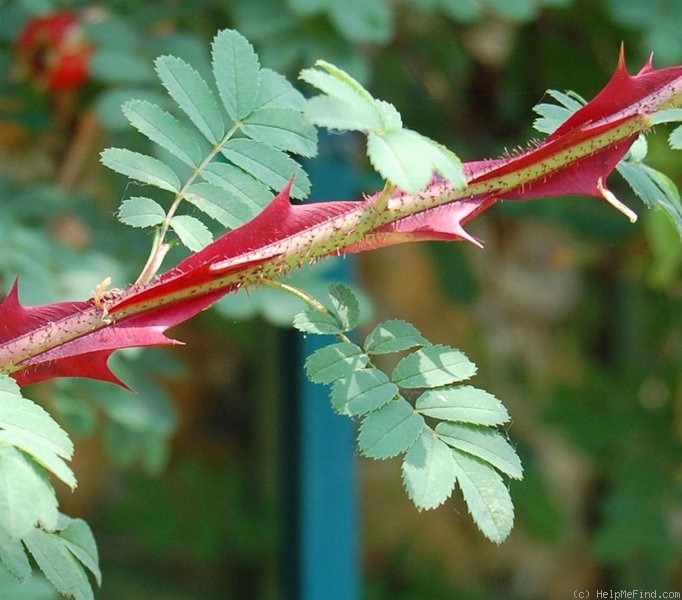 'R. sericea pteracantha' rose photo