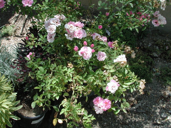 '1-72-1DLFED3' rose photo
