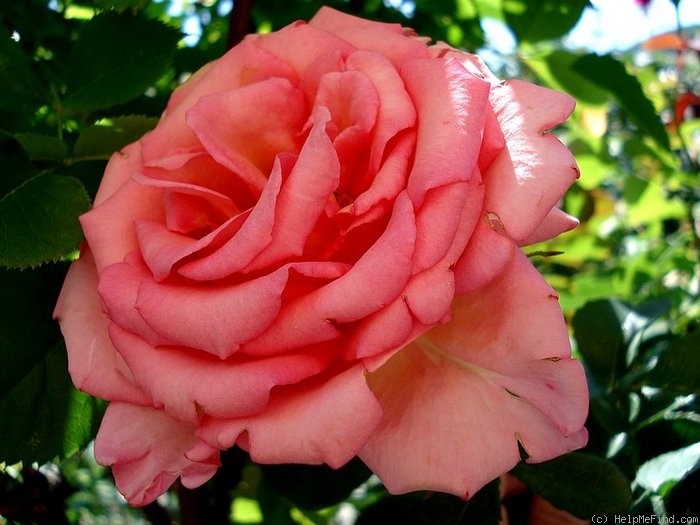 'Mondiale ®' rose photo