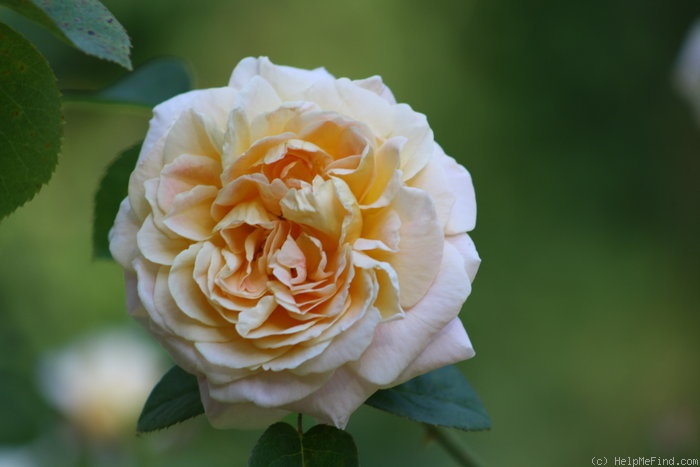 'Queen Nefertiti' rose, click to enlarge 'Queen Nefertiti' rose photo