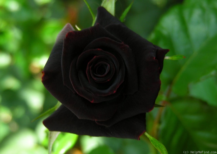 'Black Beauty ® (florists rose, Nijenhuis/Kordes, 1996)' rose photo