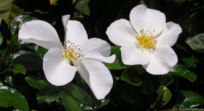 'Escimo ® (shrub, Kordes, 1991/2006)' rose photo