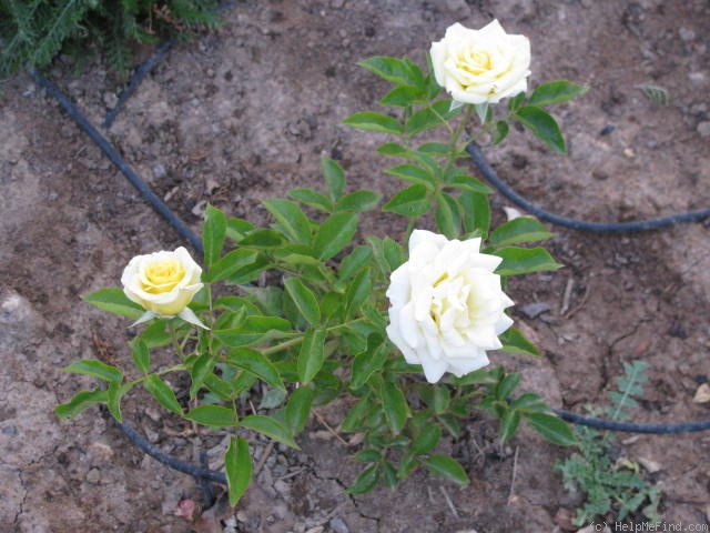 'Bonnie Jack' rose photo