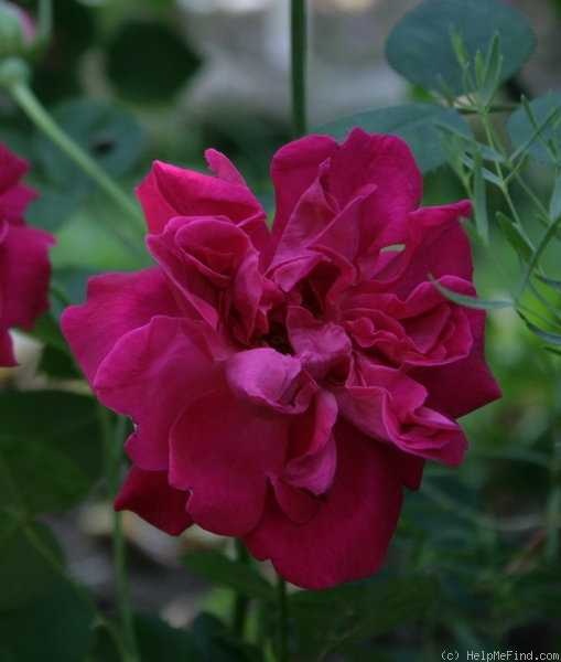 'Tam o'Shanter (shrub, Austin, 2009)' rose photo
