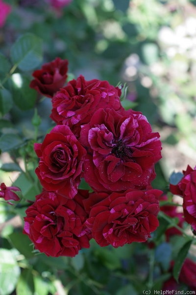 'Deep Impression' rose photo