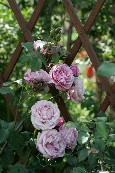 'Dieter Muller' rose photo