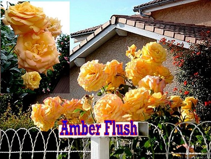 'Amber Flush' rose photo