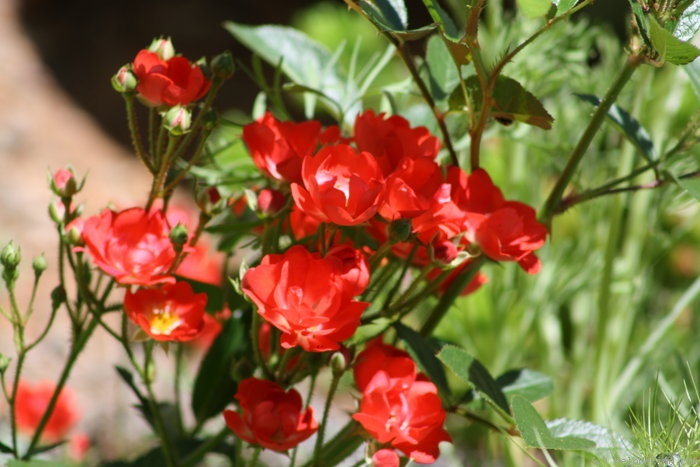 'Paul Crampel' rose photo