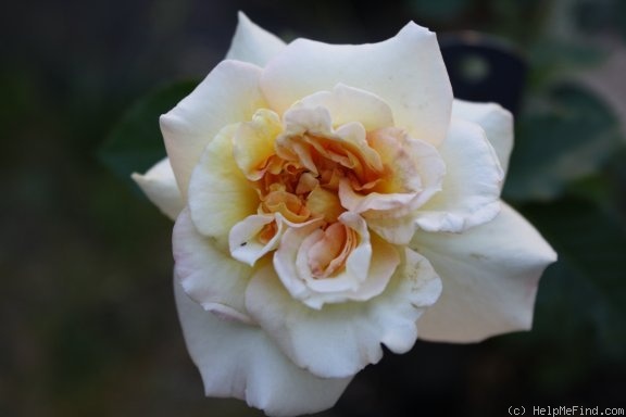 'FAXYAK' rose photo