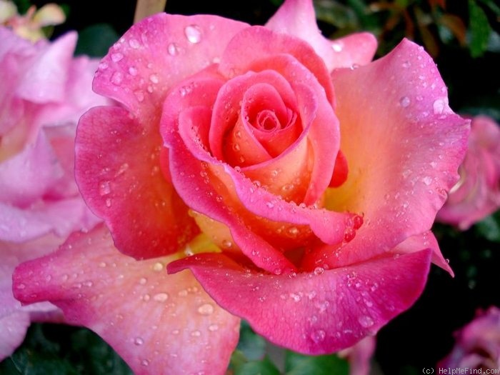 'André Eve ®' rose, click to enlarge 'André Eve ®' rose photo