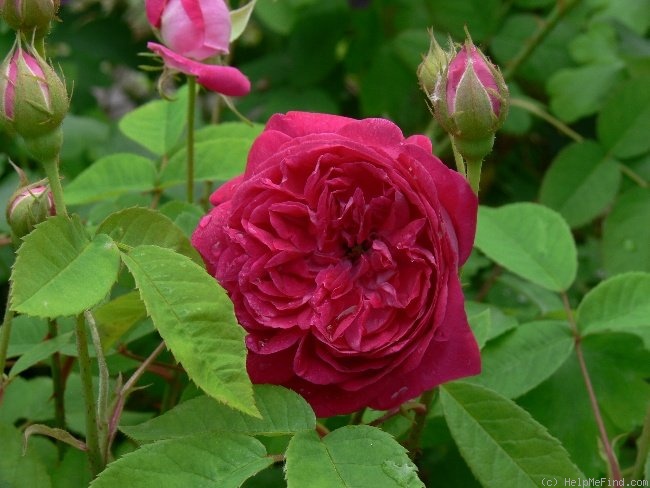 'Beau Narcisse' rose photo