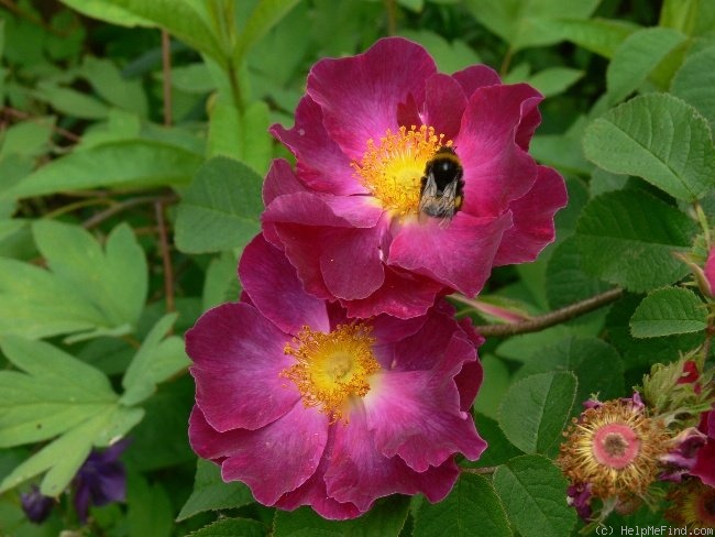 'La Belle Sultane' rose photo