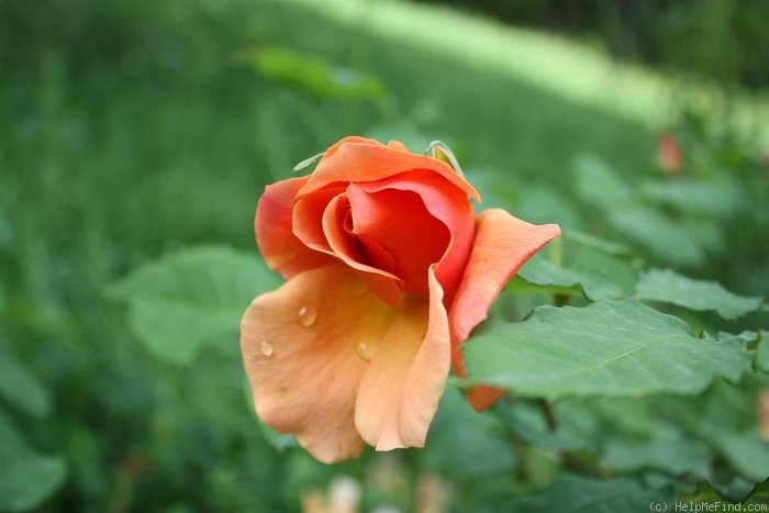 'Florentia (hybrid tea, Giacomasso, 1941)' rose photo
