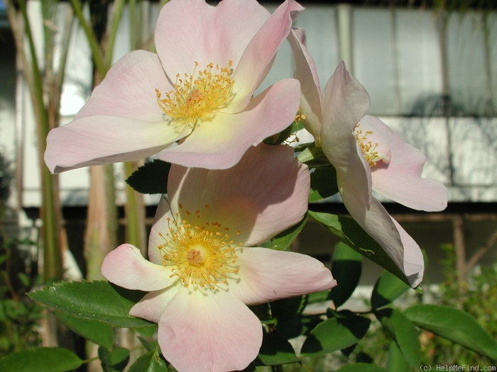 '1-72-1DLFED5' rose photo