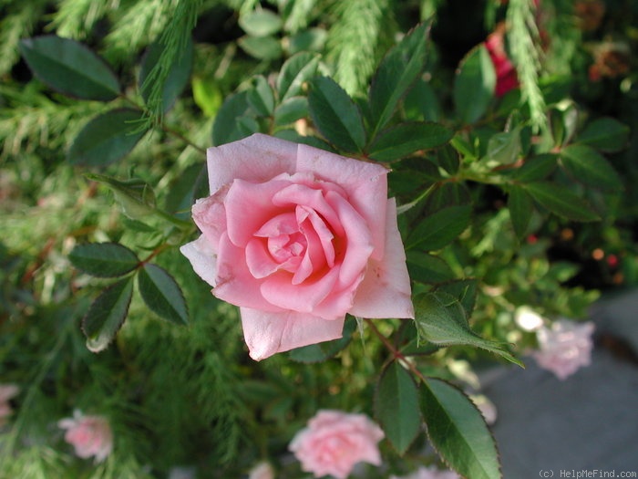 'GTDLFED' rose photo