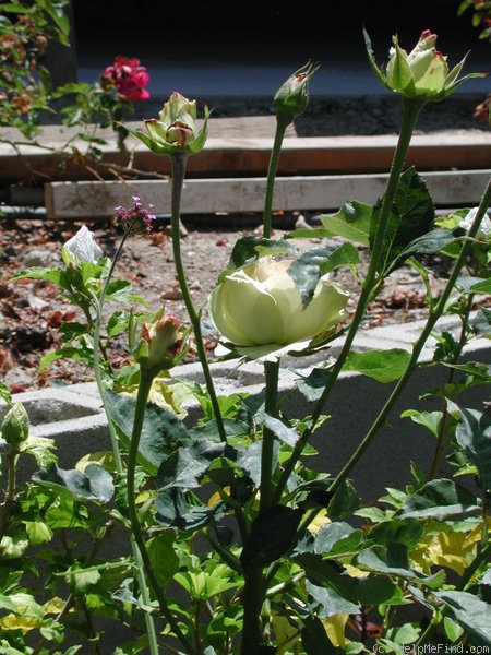 'Mint Julep' rose photo