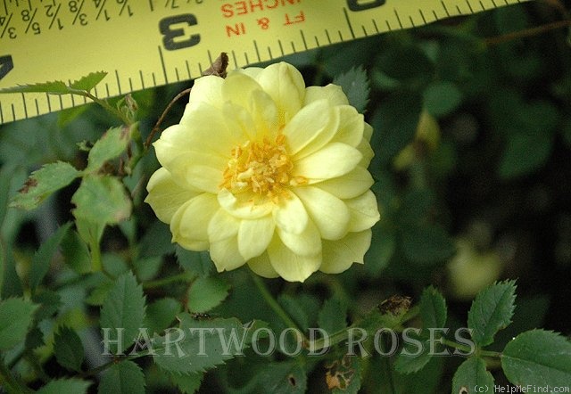'Gold Coin' rose photo