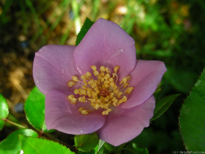 'Lavender Spoon' rose photo