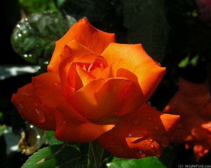 'Clos Fleuri d'Or' rose photo