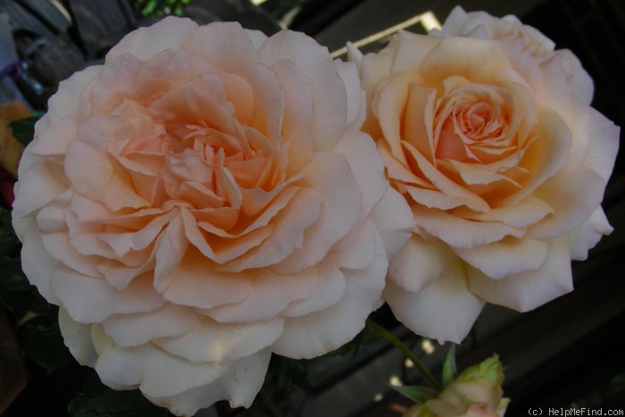 'Chandos Beauty' rose photo