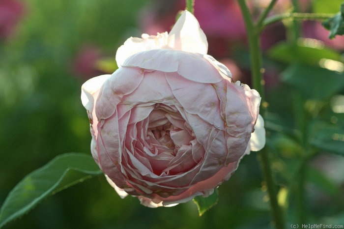 'Spirit Of Freedom' rose photo