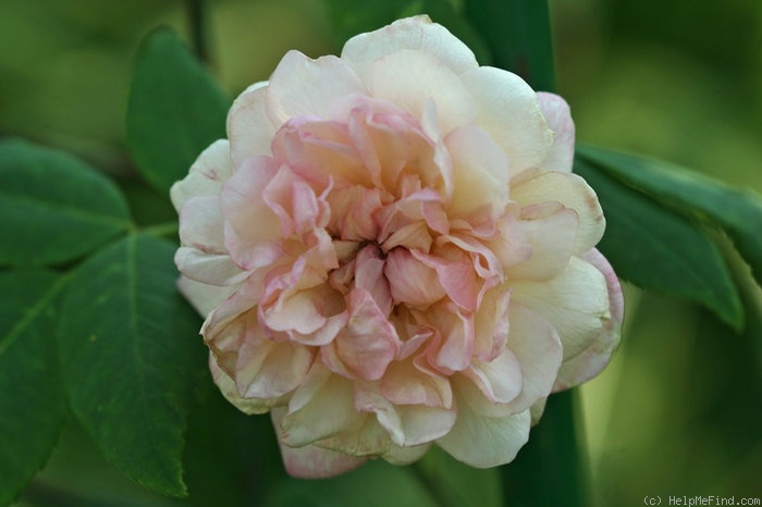 'Desprez à fleurs jaunes' rose photo