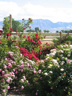 'High Country Roses'  photo