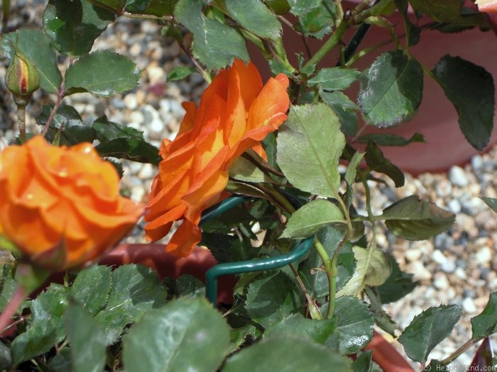 'Gingersnap' rose photo
