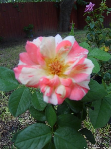'Citrus Burst ™' rose photo