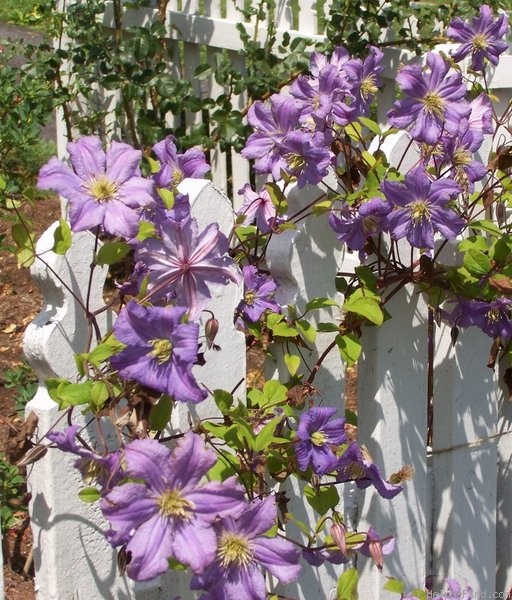 'Prince Charles' clematis photo