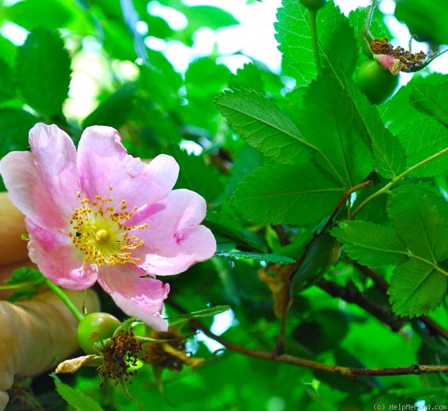 '<i>Rosa corymbulosa</i> Rolfe' rose photo