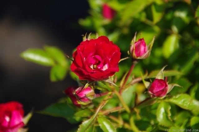 'Giggles (shrub, Fryer, 2009)' rose photo