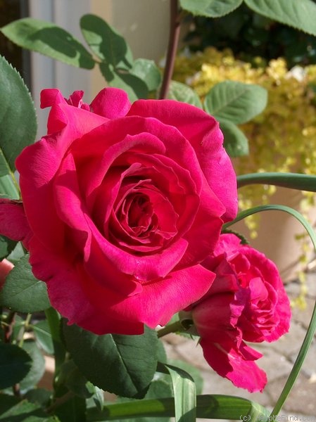 'Scented Air ' Rose Photo