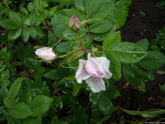 'Mrs. John McNabb' rose photo