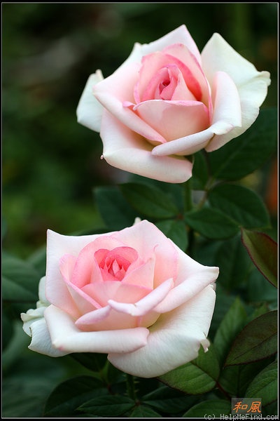 'Falling in Love ™' rose photo