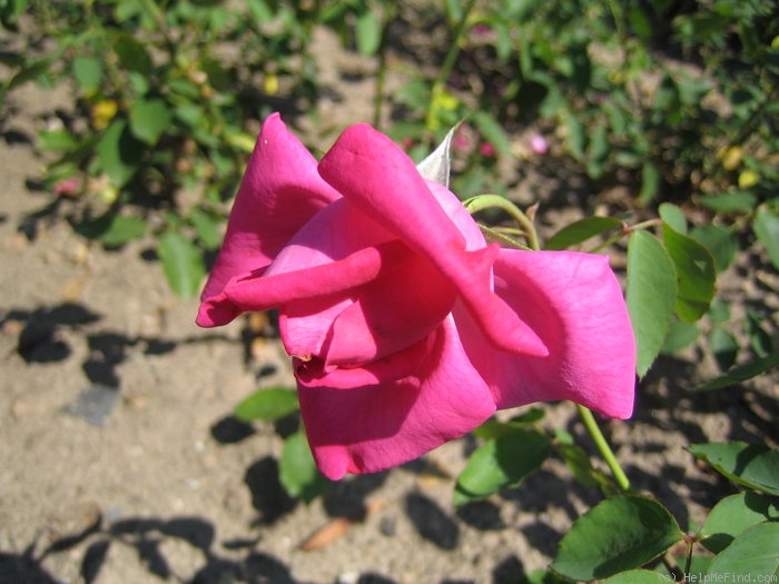 'Dr. F. Weigand' rose photo