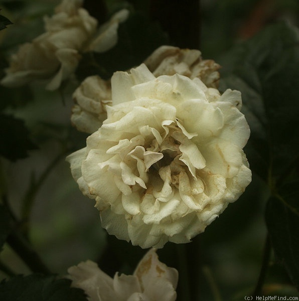 'Kirschrose' rose photo