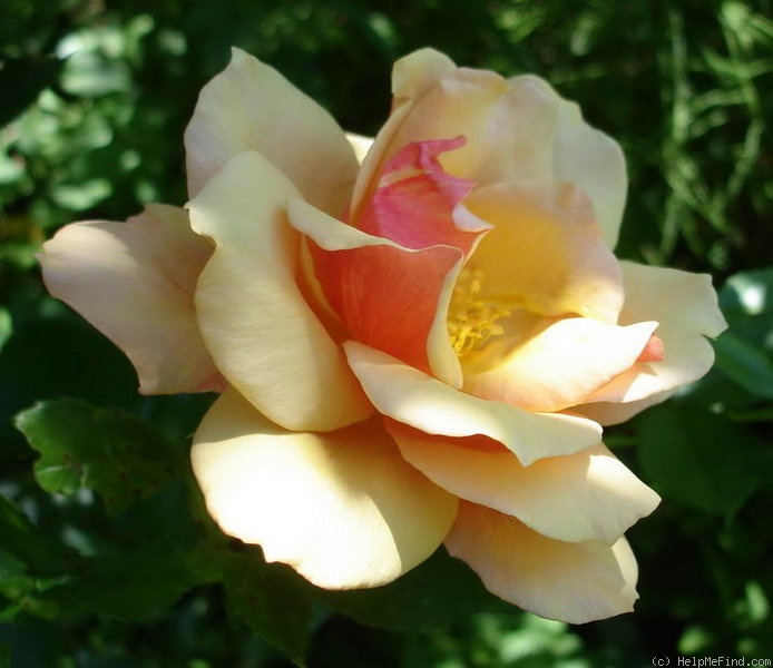'Belle Époque (hybrid tea, Fryer before 1993)' rose photo