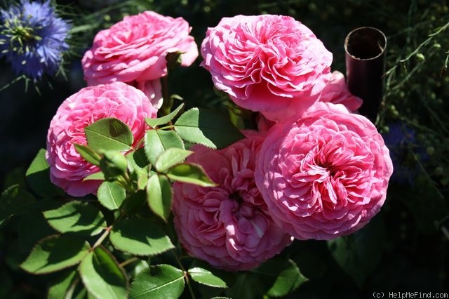 'Baronesse ' Rose Photo