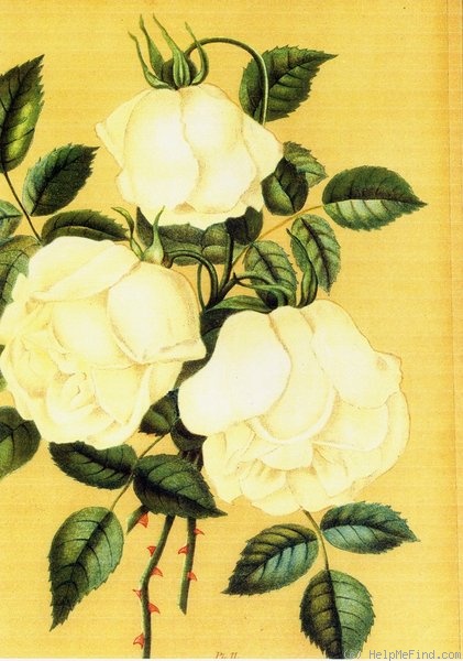 'Niphetos' rose photo
