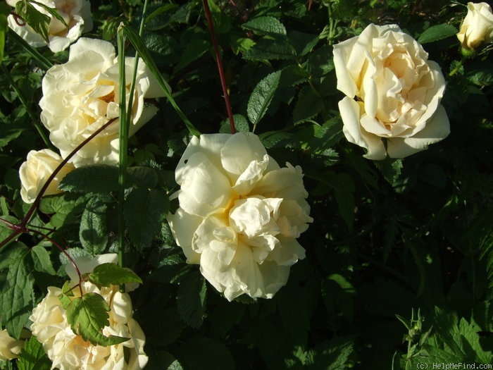 'Agnes (rugosa, Saunders 1902)' rose photo